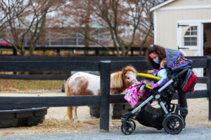 Children of all abilities can enjoy mini therapy horse, Pineapple. Here Capital Caring Kids pediatric hospice patient, Josie, meets Pineapple. 