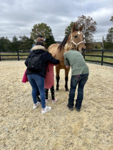 Children learn to groom a horse.