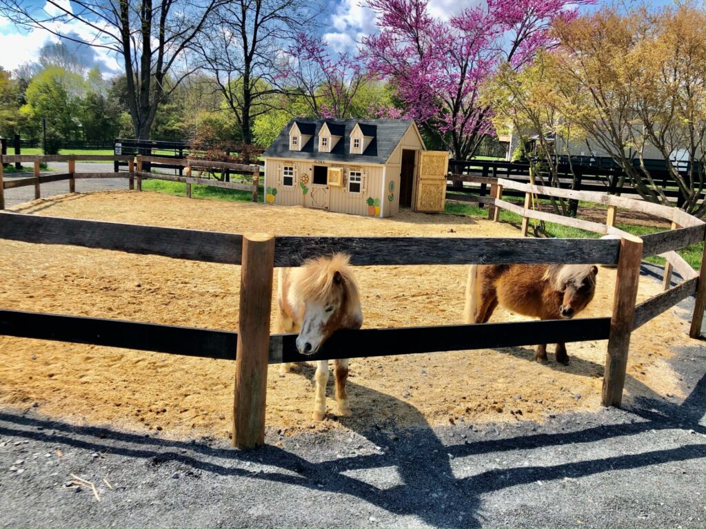 Our Mini Land is the home of our mini horses, who love to greet the visitors to Ohana. 